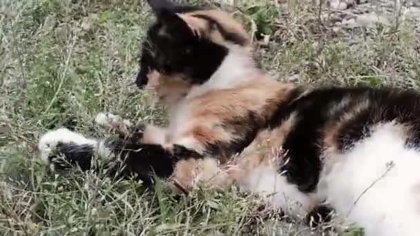 Красивий Домашній Котячий Триколор Відпочиває Вулиці Кіт Лежить Землі Природі — стокове відео