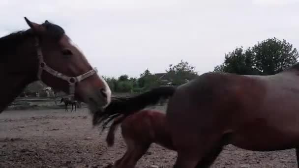 马场很多棕色的马在牧场里的牧场里马在马厩里走来走去 — 图库视频影像