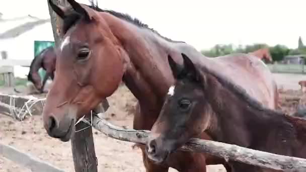 馬の農場 パドックの茶色の馬の多くは 牧草地で 馬が庭を歩き 草を食む — ストック動画