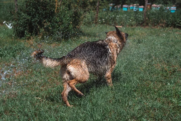 Schäferhund Badet Unter Einem Schlauch Mit Sauberem Kaltem Wasser Wässert — Stockfoto