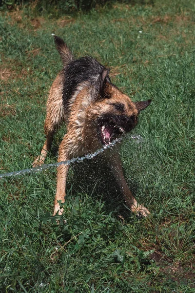 German Shepherd Bathes Hose Clean Cold Water Water Dog Stream — Stock Photo, Image