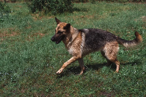 German shepherd bathes under a hose with clean cold water, water the dog with a stream of water. Play with a Sheepdog outdoors in the garden.