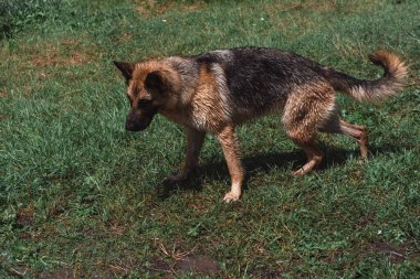 Alman çoban köpeği temiz soğuk suyla hortumun altında yıkanır, köpeğe su verir. Bahçede bir çoban köpeğiyle oyna..