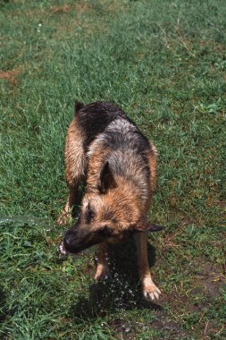 Alman çoban köpeği temiz soğuk suyla hortumun altında yıkanır, köpeğe su verir. Bahçede bir çoban köpeğiyle oyna..