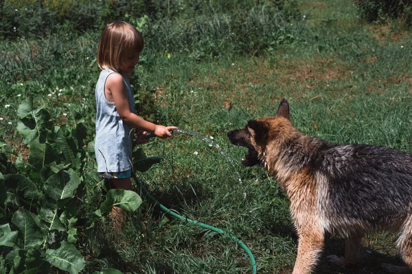 A small boy plays with a dog, watering it with a hose. A child plays with a German shepherd in the garden. Wash the dog with a stream of water.