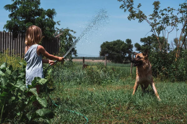 A small boy plays with a dog, watering it with a hose. A child plays with a German shepherd in the garden. Wash the dog with a stream of water.