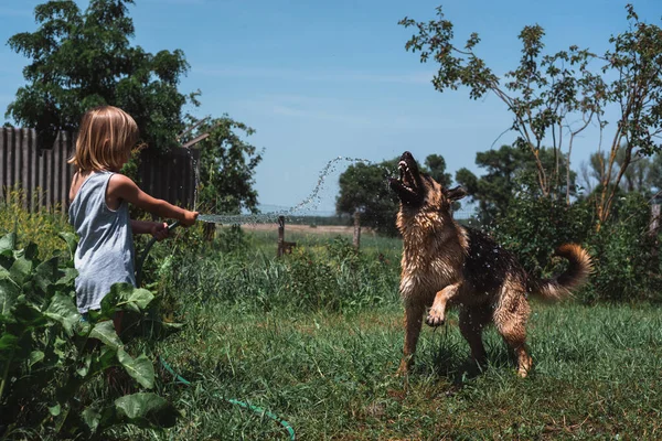 A small boy plays with a dog, watering it with a hose. A child plays with a German shepherd in the garden. Wash the dog with a stream of water.