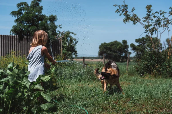 A small boy plays with a dog, watering it with a hose. A child plays with a German shepherd in the garden. Wash the dog with a stream of water.