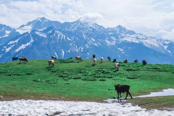 Cows graze in a meadow in the mountains, Alpine meadows, snow-capped mountains and a herd of cows. Wild flowers in a meadow, Georgia, Svaneti.