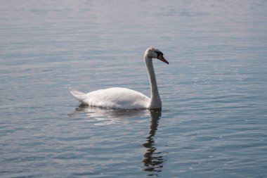 Göletteki Beyaz Kuğu. Kuğu Gölü. Vahşi güzel beyaz kuş.