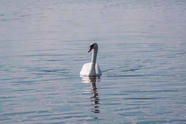 Cisne Branco Lagoa Lago Swan Pássaro Branco Bonito Selvagem — Fotografia de Stock