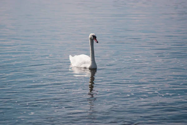 Cisne Branco Lagoa Lago Swan Pássaro Branco Bonito Selvagem — Fotografia de Stock