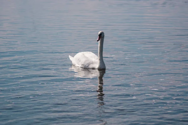 Cisne Branco Lagoa Lago Swan Pássaro Branco Bonito Selvagem — Fotografia de Stock