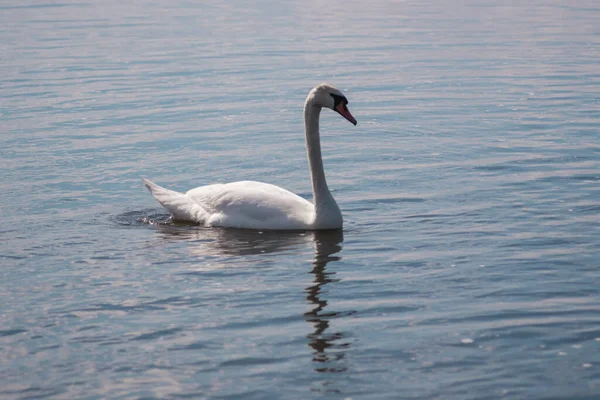 Cisne Branco Lagoa Lago Swan Pássaro Branco Bonito Selvagem — Fotografia de Stock