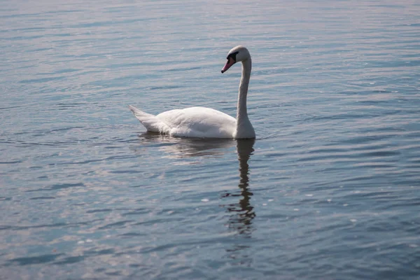 池塘里的白天鹅天鹅湖野生美丽的白鸟 — 图库照片