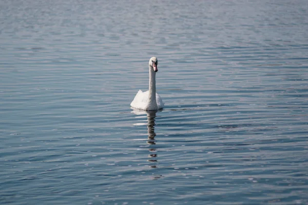 Cisne Branco Lagoa Lago Swan Pássaro Branco Bonito Selvagem — Fotografia de Stock