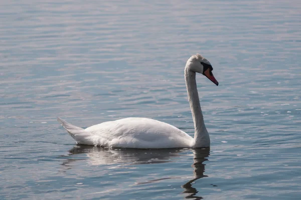 Cisne Branco Lagoa Lago Swan Pássaro Branco Bonito Selvagem — Fotografia de Stock