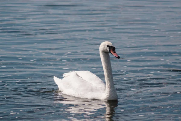 Cisne Branco Lagoa Lago Swan Pássaro Branco Bonito Selvagem — Fotografia de Stock