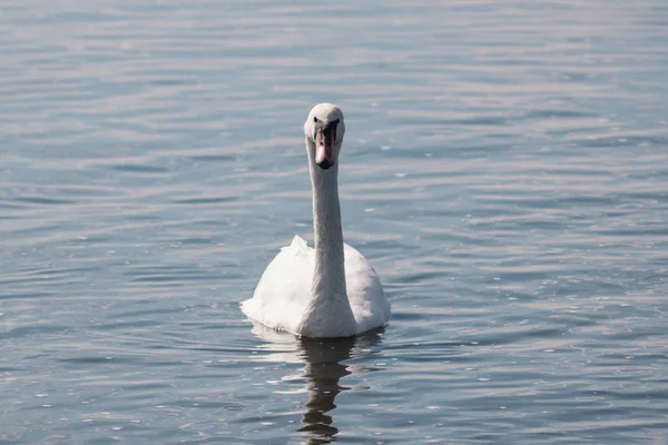 Cisne Branco Lagoa Lago Swan Pássaro Branco Bonito Selvagem — Fotografia de Stock