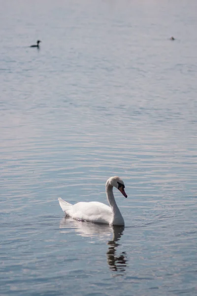 Cisne Blanco Estanque Lago Swan Pájaro Blanco Hermoso Salvaje — Foto de Stock