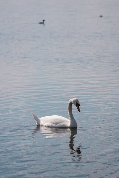 Cisne Branco Lagoa Lago Swan Pássaro Branco Bonito Selvagem — Fotografia de Stock