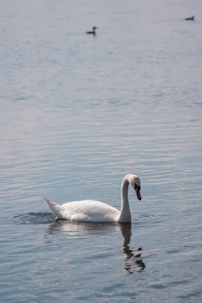 Bílá Labuť Jezírku Labutí Jezero Krásný Bílý Pták — Stock fotografie