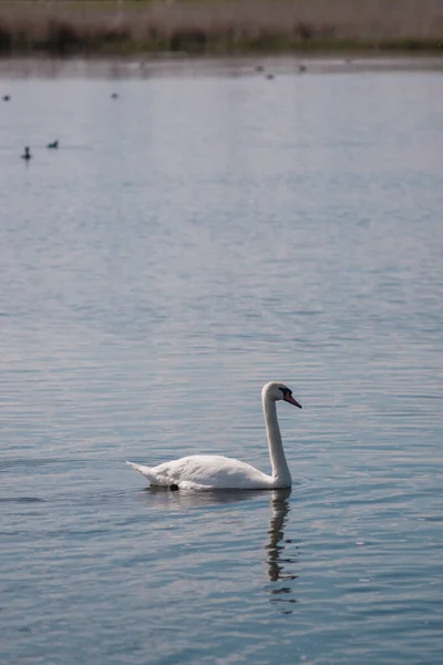 Cisne Branco Lagoa Lago Swan Pássaro Branco Bonito Selvagem — Fotografia de Stock