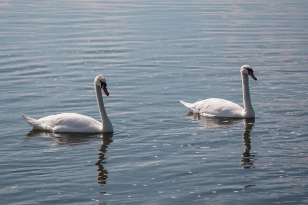 Lago Swan Par Belos Cisnes Brancos Selvagens Uma Lagoa — Fotografia de Stock