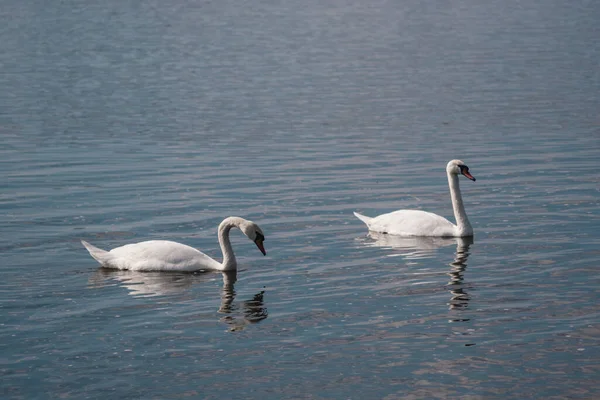 Lago Swan Par Belos Cisnes Brancos Selvagens Uma Lagoa — Fotografia de Stock