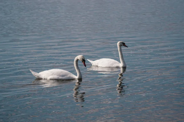 Lago Swan Par Belos Cisnes Brancos Selvagens Uma Lagoa — Fotografia de Stock