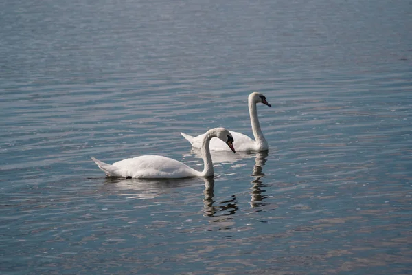 Lago Swan Par Belos Cisnes Brancos Selvagens Uma Lagoa — Fotografia de Stock