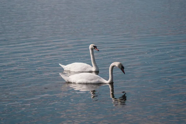 Лебединое Озеро Пара Красивых Белых Лебедей Пруду — стоковое фото