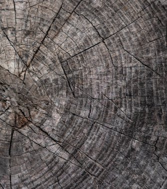 Yakından bir ağaç kütüğü. Ağaç kesiğindeki halkalar. Ahşap doku, yazıt için bir sürü boş alan..