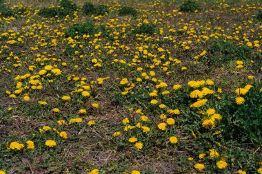Sarı karahindiba tarlası. Çayırda bir sürü sarı kır çiçeği var. Karahindiba üzerinde oturan bir arı nektar toplar..