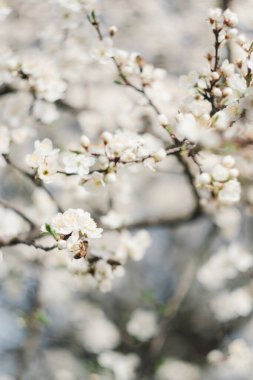 İlkbaharda meyve ağaçlarında beyaz çiçekler açar. Arı nektar toplar. Kiraz çiçeği, elma ağacı, kiraz eriği. Çiçek açan bahçe..