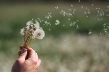 Beyaz tüylü karahindibaları elinde tut. Karahindiba tohumları rüzgarda uçuşuyor. Karahindiba üfle.