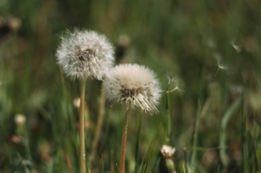 Beyaz tüylü karahindiba çiçekleri. Karahindiba çayırı, karahindiba tohumu yakından. Yararlı şifalı yabani çiçek.
