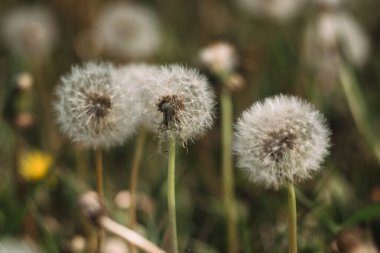 Beyaz tüylü karahindiba çiçekleri. Karahindiba çayırı, karahindiba tohumu yakından. Yararlı şifalı yabani çiçek.