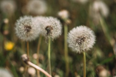 Beyaz tüylü karahindiba çiçekleri. Karahindiba çayırı, karahindiba tohumu yakından. Yararlı şifalı yabani çiçek.