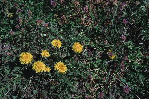 Gelbes Löwenzahnfeld Viele Gelbe Wildblumen Auf Der Wiese Eine Biene — Stockfoto