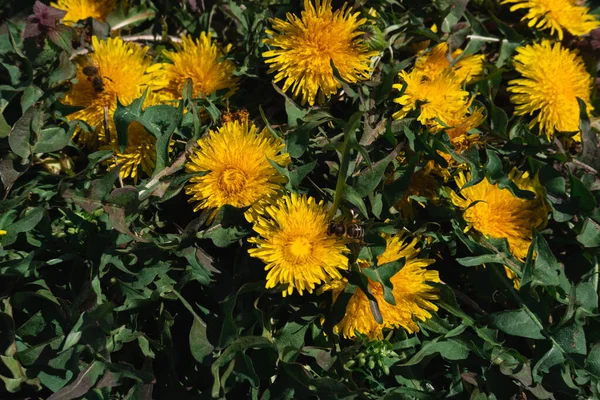 Campo Amarelo Dentes Leão Muitas Flores Silvestres Amarelas Prado Uma — Fotografia de Stock