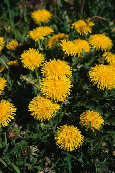 Жовте Поле Кульбаб Багато Жовтих Диких Квітів Лузі Бджола Збирає — стокове фото