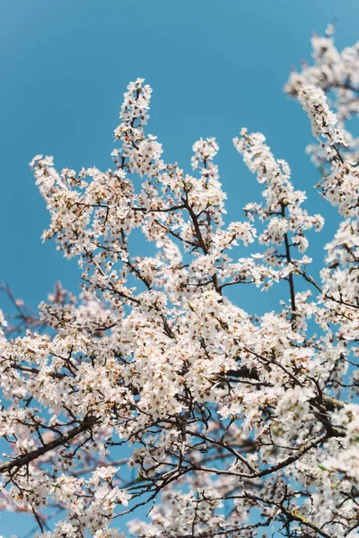 Fleurs Blanches Sur Les Arbres Dans Jardin Contre Ciel Bleu — Photo