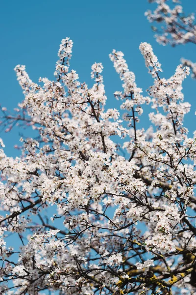 Fleurs Blanches Sur Les Arbres Dans Jardin Contre Ciel Bleu — Photo