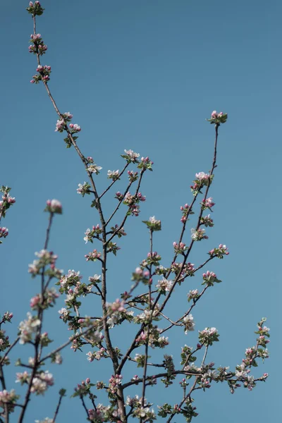 Fleurs Blanches Sur Les Arbres Dans Jardin Contre Ciel Bleu — Photo