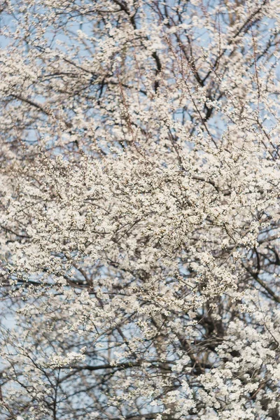 Белые Цветы Фруктовых Деревьях Цветут Весной Пчела Собирает Нектар Цветок — стоковое фото