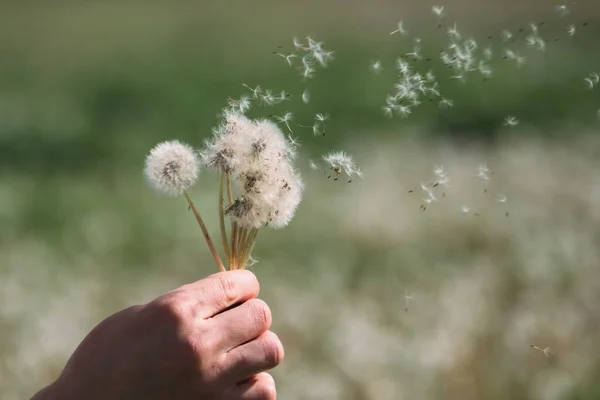 Hold white fluffy dandelions in hand. Dandelion seeds fly in the wind. Blow on a dandelion.