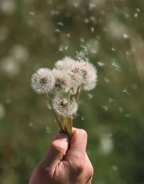 Hold White Fluffy Dandelions Hand Dandelion Seeds Fly Wind Blow — Stock Photo, Image