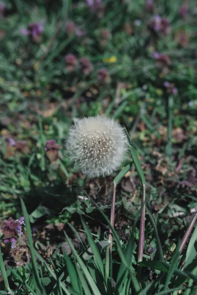 白いふわふわのタンポポの花 タンポポの牧草地 タンポポの種を閉じます 役に立つ薬草の野花 — ストック写真