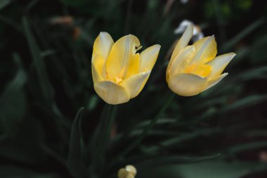 Işık merkezli güzel sarı laleler. Çiçekler baharda çiçek tarhında büyür..